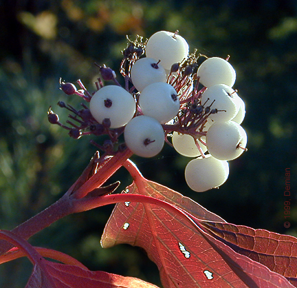 Fall Berries
